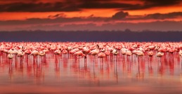 safaris-Kenya-flamingos-Anna-Omelchenko