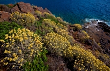 Yellow flowers of Aegean Sea coastline, Turkey